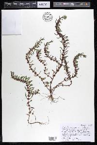 Rotala ramosior image