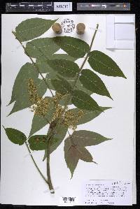 Ailanthus altissima image