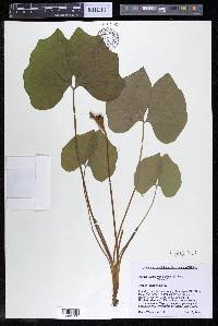 Jeffersonia diphylla image