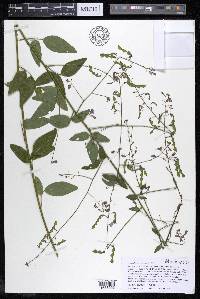 Desmodium canescens image