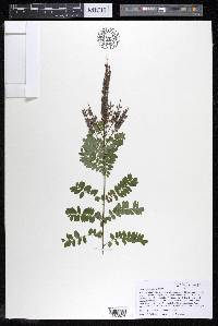 Amorpha canescens image