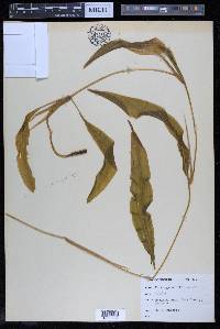 Potamogeton illinoensis image