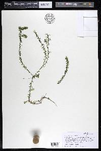 Elodea nuttallii image