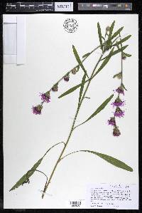 Liatris aspera image