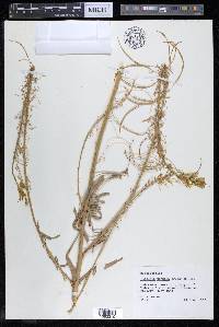 Stanleya pinnata image