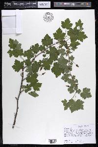 Ribes cynosbati image
