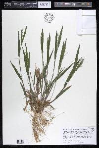 Dichanthelium ovale image