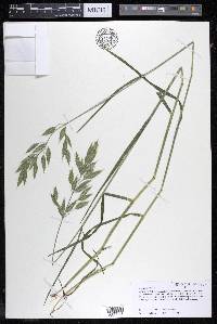 Bromus hordeaceus image