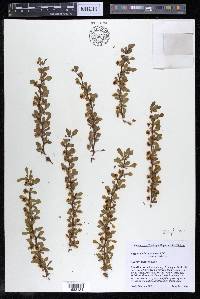 Berberis thunbergii image