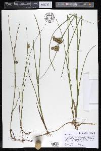 Juncus nodosus image