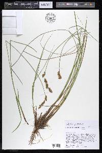 Carex prairea image