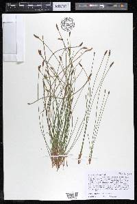 Eleocharis engelmannii image