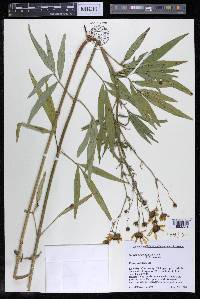 Coreopsis tripteris image