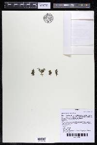 Podostemum rutifolium subsp. rutifolium image