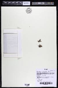 Podostemum distichum image
