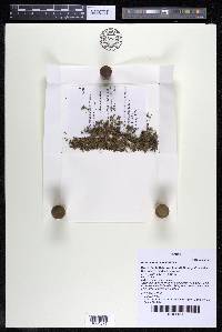Podostemum muelleri image