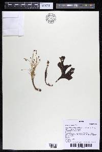 Mourera aspera image