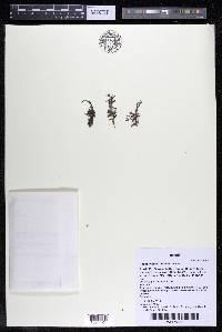 Podostemum rutifolium subsp. rutifolium image