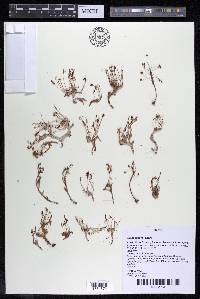 Lophogyne royenella image