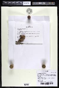Podostemum rutifolium subsp. rutifolium image