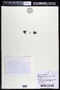 Podostemum muelleri image