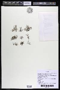 Podostemum distichum image