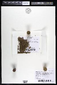 Podostemum muelleri image