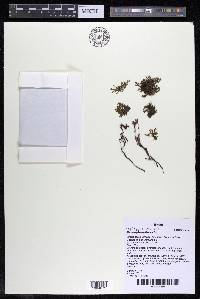 Lophogyne royenella image
