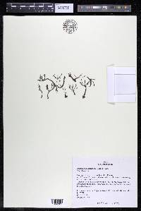 Podostemum distichum image