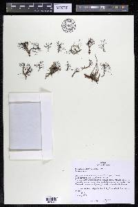 Podostemum distichum image
