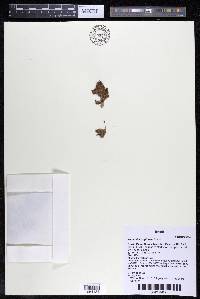 Wettsteiniola pinnata image