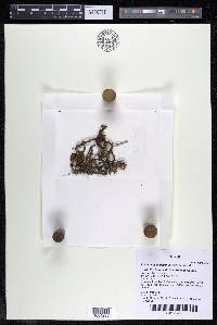 Podostemum distichum image