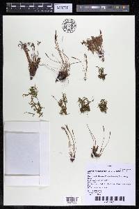 Lophogyne royenella image