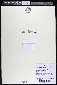 Podostemum muelleri image