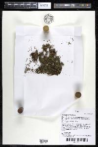 Podostemum rutifolium subsp. rutifolium image