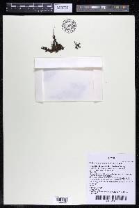 Podostemum distichum image
