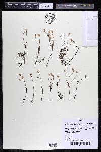 Mourera alcicornis image