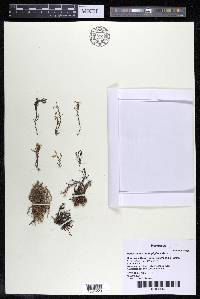 Podostemum ceratophyllum image