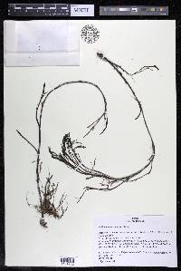Podostemum comatum image