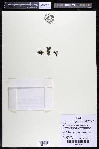 Podostemum scaturiginum image