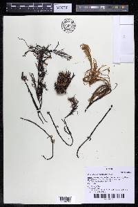 Podostemum comatum image