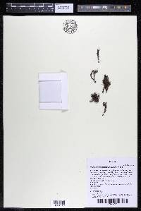Podostemum distichum image