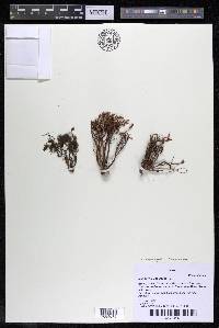 Lophogyne royenella image