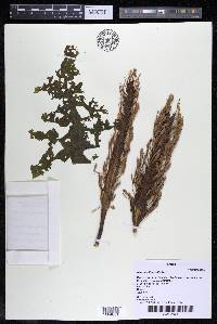 Mourera fluviatilis image