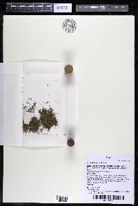 Podostemum rutifolium subsp. rutifolium image