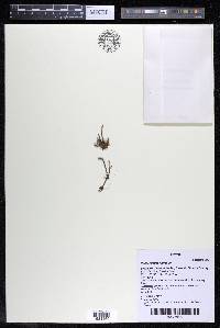 Podostemum rutifolium subsp. rutifolium image