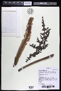 Mourera fluviatilis image