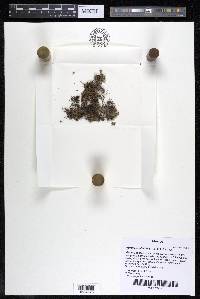 Noveloa coulteriana image