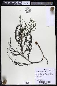 Weddellina squamulosa image