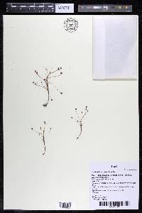 Weddellina squamulosa image